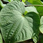 Calmante natural Kava-kava  Kava-kava Conheça a planta que combate a ansiedade