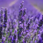 oleo da lavanda e seus benefícios Calmante natural oleo da lavanda