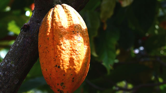 O Cacau Ajuda na Regula&ccedil;&atilde;o do A&ccedil;&uacute;car no Sangue