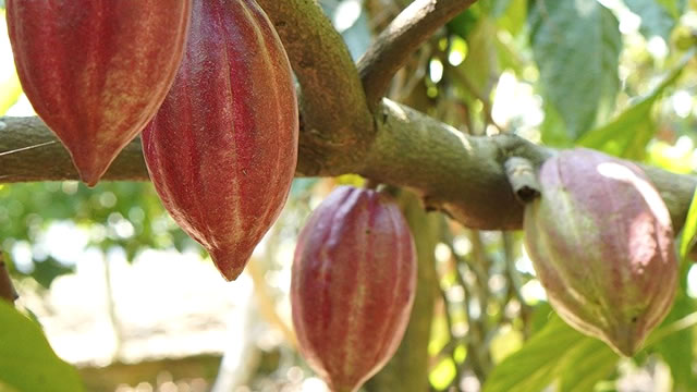 O Cacau &eacute; um Antioxidantes Poderosos