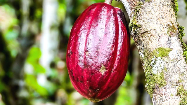O Cacau Protege a Sa&uacute;de Cardiovascular