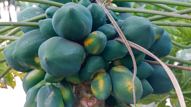 Benef&iacute;cios Anti-inflamat&oacute;rias do Mam&atilde;o