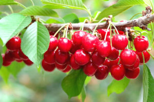 Os benefícios da cereja para saúde