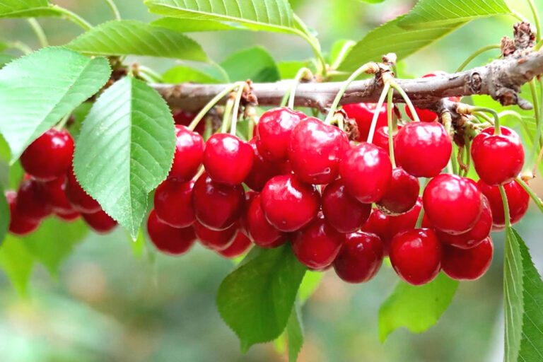 Os benefícios da cereja para saúde