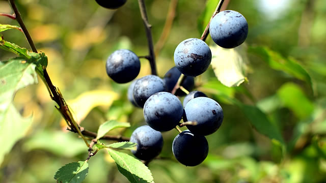 As amoras ajudam na perda de peso Benefícios das Amoras na Perda de Peso