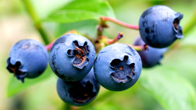 As amoras ajuda no Combate da Inflamação Amoras no Combate da Inflamação