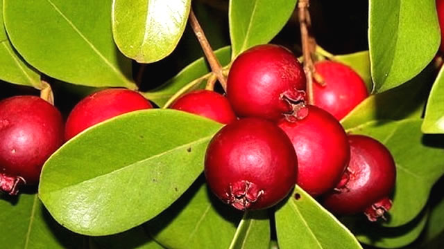 O Araçá Ajuda da Digestão Benefícios do Araçá na Melhora da Digestão