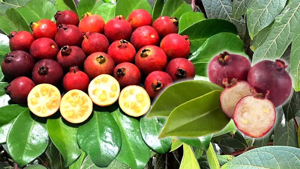 Benefícios do Araçá para Saúde