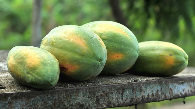 Benef&iacute;cios do Mam&atilde;o para a Pele e para a Vis&atilde;o