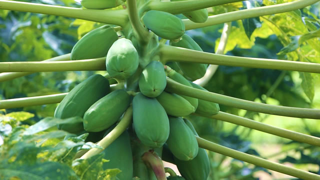 Benef&iacute;cios para Sa&uacute;de Cardiovascular do Mam&atilde;o 