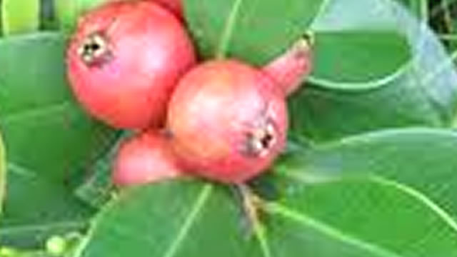 Fruta araça O Araça é Bastante Rico em Vitamina C