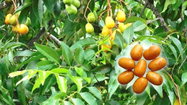 Cajá é rico em vitamina c O Fruto Cajá é Rico em Vitamina C