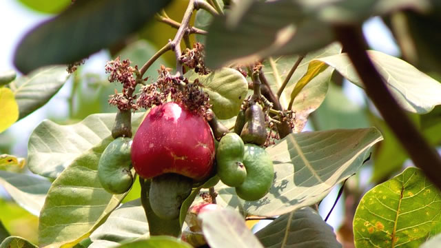 fruto caju O Caju Auxilia na Digestão Saudável