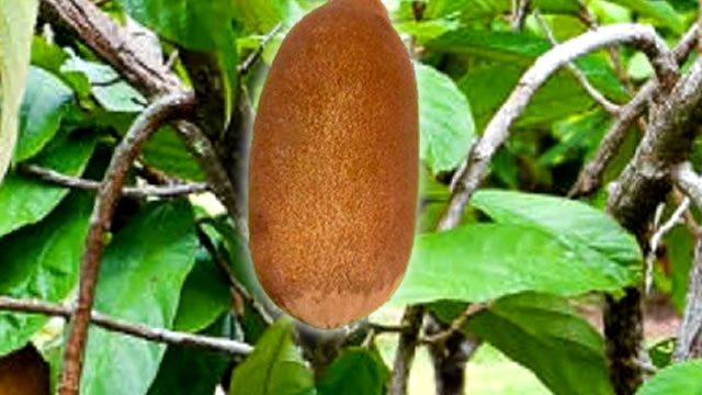O Cupuaçu Ajuda na Inflamação O Cupuaçu Ajuda na Redução de Inflamação das Articulações
