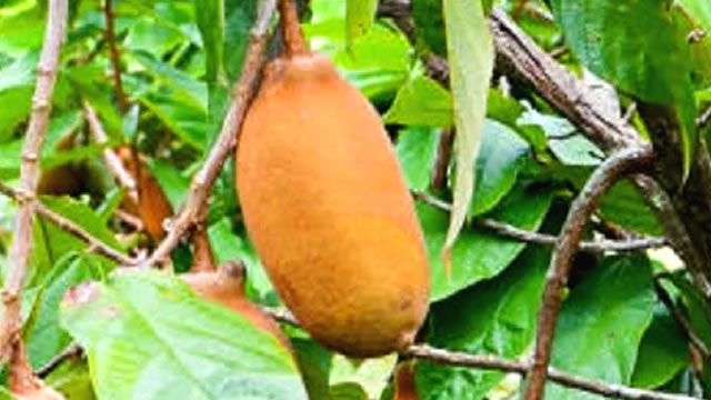 O fruta tem ação Anti-inflamatória O Cupuaçu Ação Anti-inflamatória