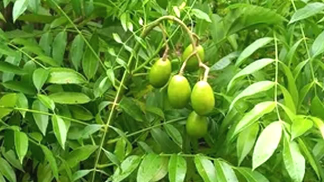 O Fruto Promove a Hidratação O Fruto Promove a Hidratação Natural