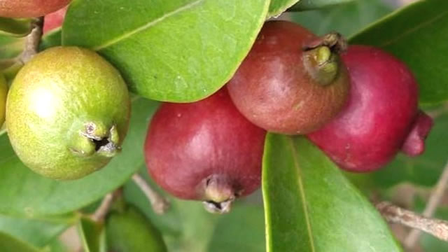 O Araçá promove a perda de peso O Araçá é Benéfico para a Perda de Peso