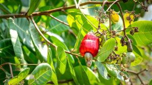 Os benefícios do caju