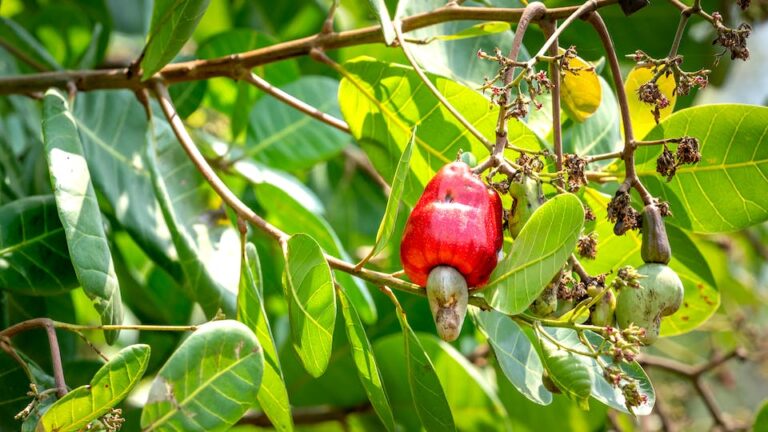 Os benefícios do caju