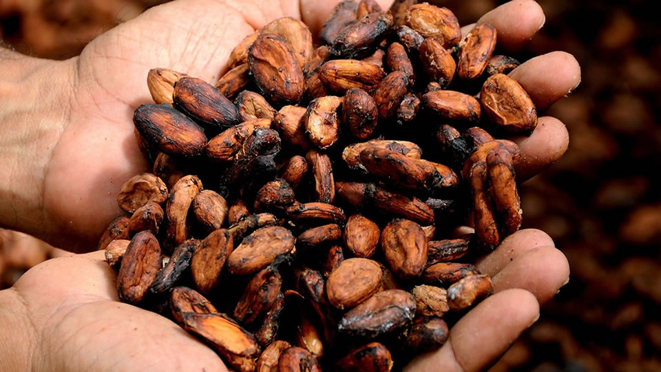 Principais benefícios do cacau