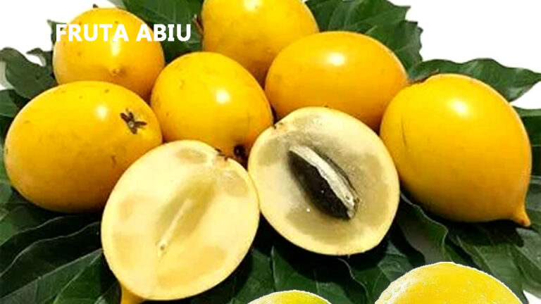 10 Benefícios da Fruta Abiu