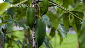 oS 10 Benefícios da Fruta Babaco