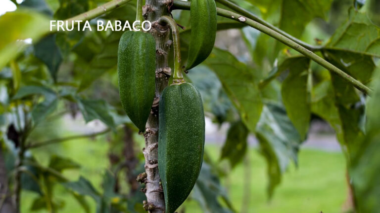 oS 10 Benefícios da Fruta Babaco