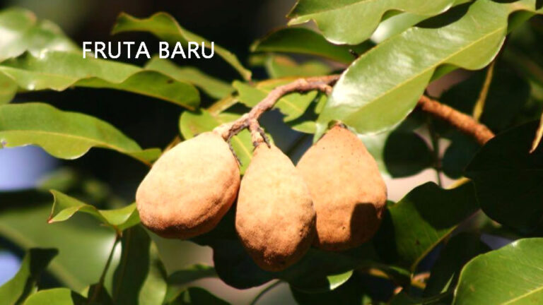 10 Benefícios da Fruta Baru