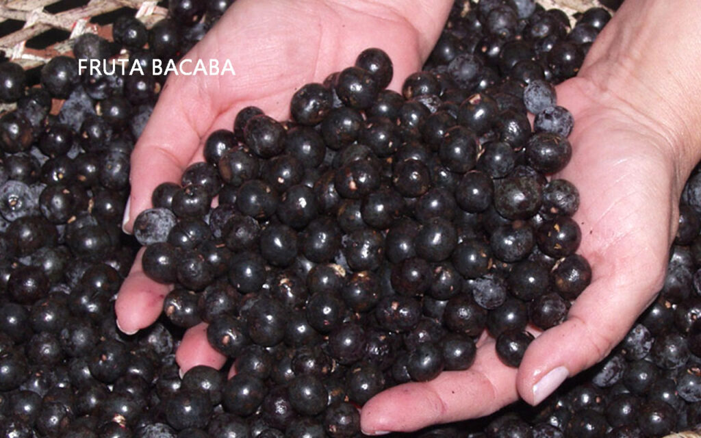 11 Benefícios da Fruta Bacaba