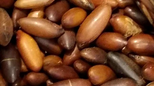 Castanha de Baru em para saúde Cardiovascular Benefícios da Castanha de Baru em Cardiovascular