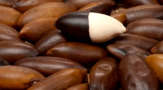 Benefícios da Castanha de Baru Benefícios da Castanha de Baru em Nutrientes