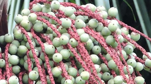 Benefícios da Bacaba na saúde Digestiva Os benefícios da fruta na digestão