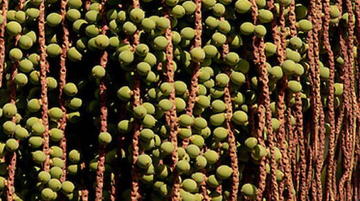 Fruta Bacaba na Saúde Cardiovascular Benefícios da bacaba na saúde cardiovascular