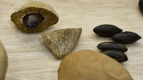 Benef&iacute;cios da Fruta Baru fun&ccedil;&atilde;o cerebral 