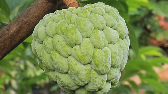 A Cherimoya ajuda na pressão arterial A Cherimoya Promovem a Regulação da Pressão Sanguínea