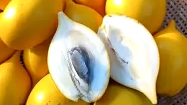 A Fruta Abiu Ajuda no Controle do A&ccedil;&uacute;car no Sangue