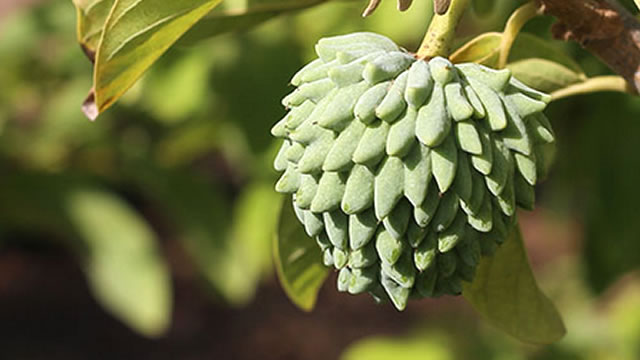 A Fruta Ajuda na Redu&ccedil;&atilde;o do Estresse 
