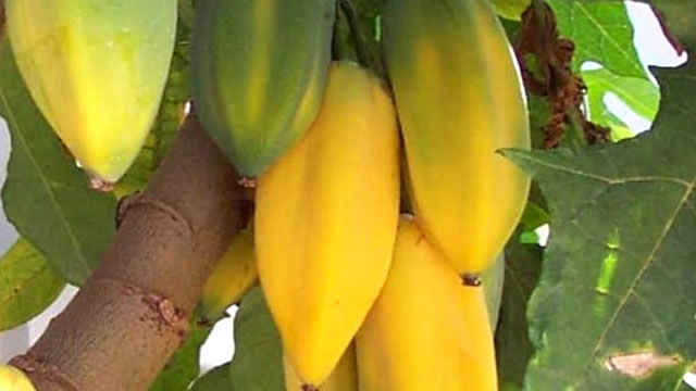 A fruta babaco promove a saúde ossea A Fruta Ajuda a Fortalecer os Ossos