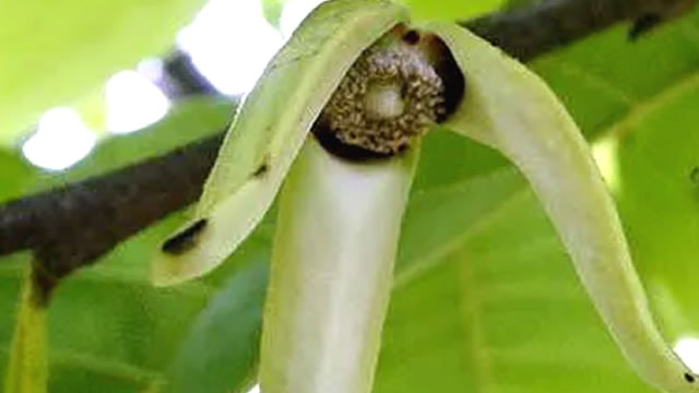 A Fruta Ajuda na Inflama&ccedil;&otilde;es