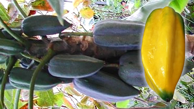 O babaco promove a saúde Cardiovascular A Fruta Ajuda na Saúde Cardiovascular