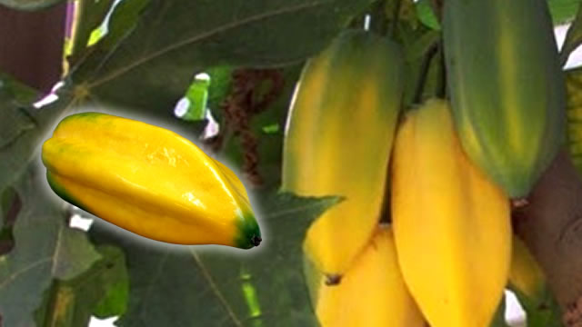 O babaco auxilia na melhora da pele A Fruto Babaco Ajuda na Saúde da Pele