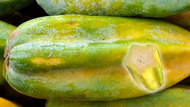O babaco promove o controle do açucar no sangue A Fruto Babaco Ajuda nos Níveis de Açúcar no Sangue
