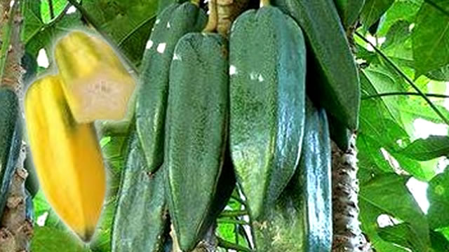 O babaco é um Antioxidantes Natural A Fruto Babaco é ótimo Antioxidantes