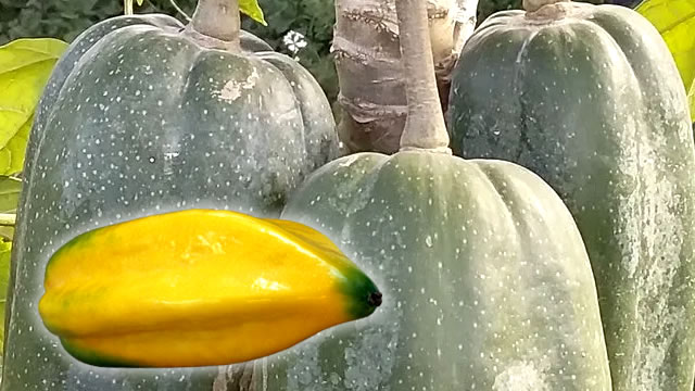fruta promova mais energia para o corpo A Fruta Babaco Promove Mais Energia e Vitalidade