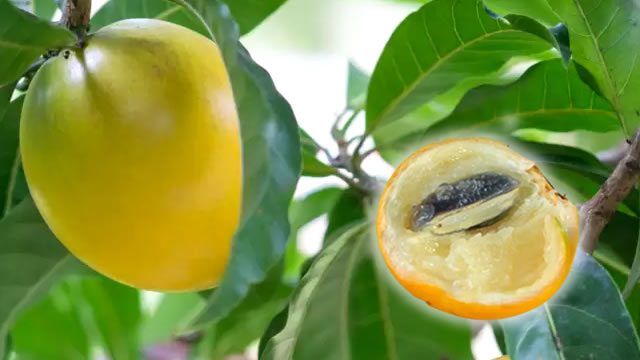 A Fruta Tem Propriedades Anti-inflamat&oacute;rias