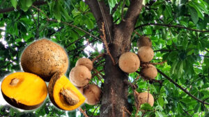 Benefícios do Abricó para Saúde