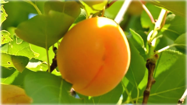 Fruta Abrico A Fruta Abrico é Bastante Rica em Antioxidantes