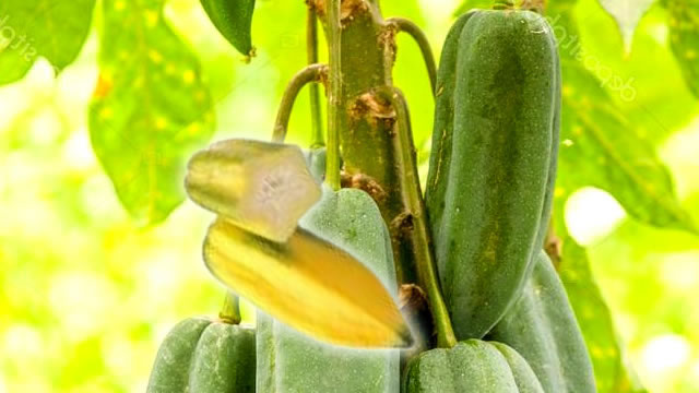 o babaco promove uma boa digestão O Babaco Ajuda na Saúde Digestiva