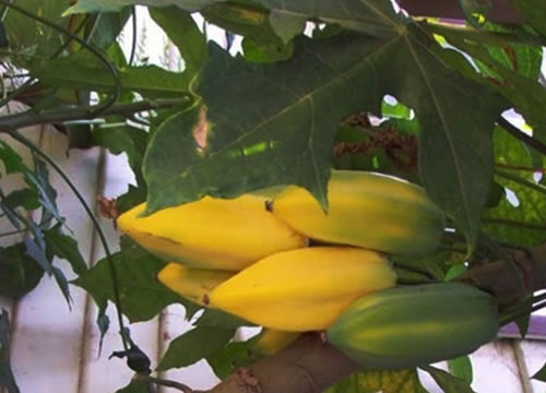 A fruta ajuda no combate da inflamação Benefícios da Fruta Babaco para inflamação