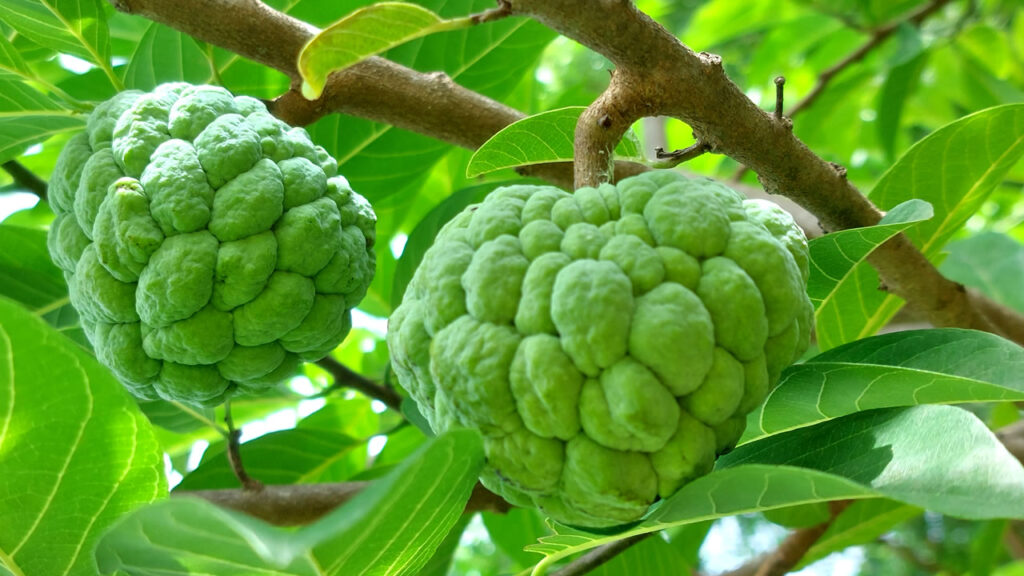 Os 10 Benefícios da Fruta do Conde para Saúde Geral